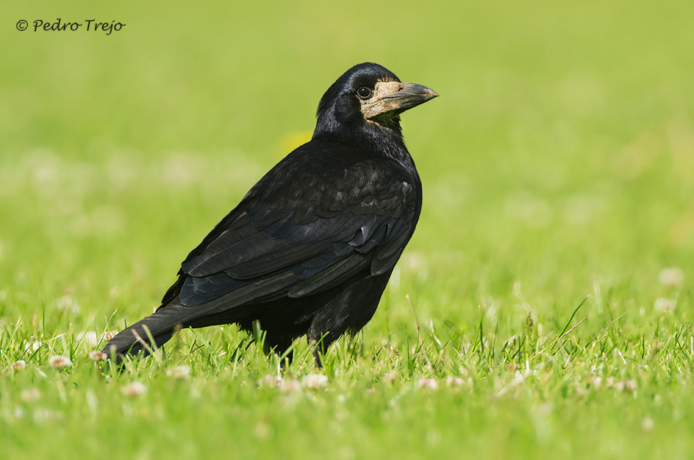 Graja (Corvus frugilegus)